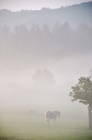 Picture of Horse walking in misty field