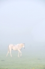 Picture of Horse walking in mist