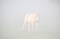Picture of Horse walking in mist