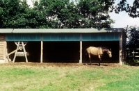 Picture of horse walking out of a field shelter