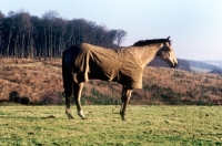 Picture of horse wearing a new zealand rug