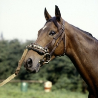 Picture of horse wearing lunging caveson