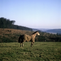 Picture of horse wearing new zealand rug in winter
