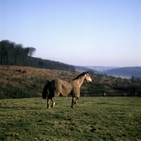 Picture of horse wearing new zealand rug in winter
