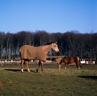 Picture of horse wearing turnout rug in winter