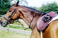 Picture of horse with lunging caveson, saddle and bridle ready for lunging