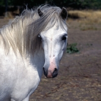 Picture of horsehill halfpenny,  welsh mountain pony head study