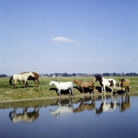 Picture of horses and ponies at riverside near oxford