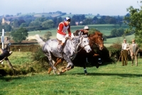 Picture of horses and riders in team cross country, team chase,