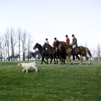 Picture of horses and riders with vale of aylesbury hunt and one foxhound