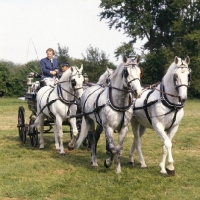 Picture of Horses at driving competition