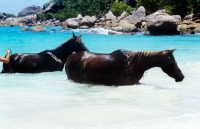 Picture of horses bathing in sea