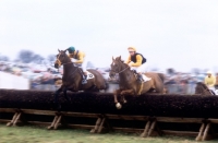 Picture of horses clearing fence in point to point at kimble