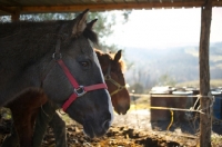 Picture of horses eating hay