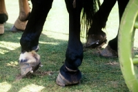 Picture of horse's hooves showing calk on shoe