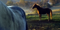 Picture of Horses in field
