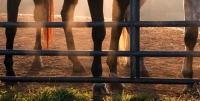 Picture of horses legs behind bars