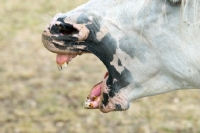 Picture of horses mouth