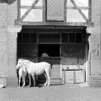 Picture of Horses near building