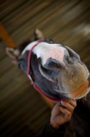 Picture of horse's nose