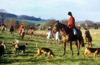 Picture of horses, riders and hounds of the berks and bucks drag hunt