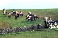 Picture of horses running in heythrop hunt point to point, 1977