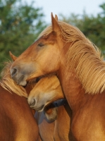 Picture of horses together