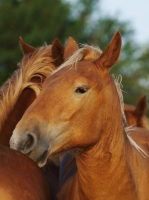 Picture of Horses together