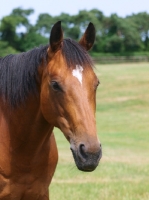 Picture of horse