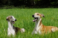 Picture of hortaya borzaya south russian sighthound