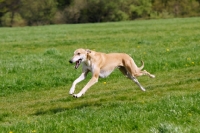 Picture of hortaya borzaya, south russian sighthound, running