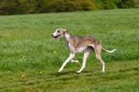 Picture of hortaya borzaya, south russian sighthound, running in park