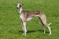 Picture of hortaya borzaya, south russian sighthound, side view