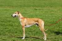 Picture of hortaya borzaya, south russian sighthound, standing