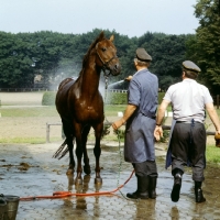 Picture of hoseing down a Hanoverian at Celle