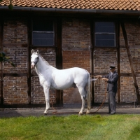 Picture of Hoseing down a Hanoverian in ancient yard at Celle