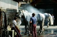 Picture of hosing hungarian horses during driving competition at Zug