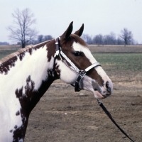 Picture of hot line to heaven, paint horse stallion