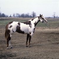 Picture of hot line to heaven, paint horse stallion
