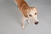 Picture of Hound mix in studio, looking sad