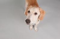 Picture of Hound mix in studio, looking up.