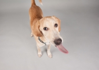 Picture of Hound mix in studio, sticking his long tongue out.