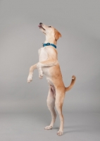 Picture of Hound mix profile in studio, standing on hind legs.