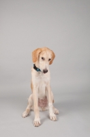 Picture of Hound mix sitting in studio, looking sad and guilty.