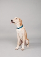 Picture of Hound mix sitting in studio with tongue sticking out.