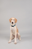 Picture of Hound mix sitting in studio.