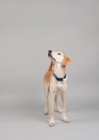 Picture of Hound mix standing in studio, looking up.