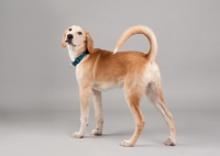 Picture of Hound mix standing in studio, tail arched.