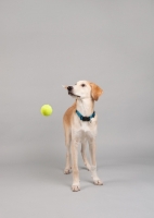 Picture of Hound mix watching ball bounce in studio.