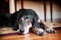 Picture of hound mixed breed